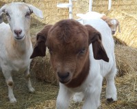 Hercules the kid goat